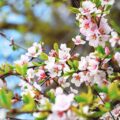 cherry blossoms